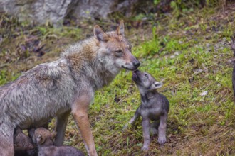 A female grey wolf (Canis lupus lupus)nurses her pups near their den