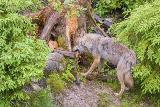 A female Eurasian Grey Wolf (Canis lupus lupus) is digging for something in a rotting tree stump