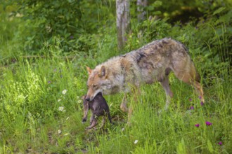 A female eurasian gray wolf (Canis lupus lupus) carries a pup to another, safer, den