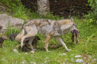 A male eurasian gray wolf (Canis lupus lupus) carries a pup to another, safer, den