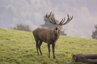 Rutting season. A red deer (Cervus elaphus) stands calling in a green meadow