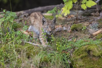 One young (10 weeks old) male Eurasian lynx, (Lynx lynx), walking along a forest edge