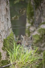 One young (10 weeks old) male Eurasian lynx, (Lynx lynx), resting and hiding behind some green