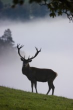 A red deer stag (Cervus elaphus) stands in a meadow at dawn. Dense fog covers the forest in the