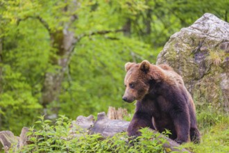 A young male Eurasian brown bear (Ursus arctos arctos) walks up a hilltop, between a rock and a