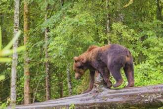 A young male Eurasian brown bear (Ursus arctos arctos) walks on a rotting log lying on the ground