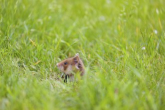 A European hamster (Cricetus cricetus), Eurasian hamster, black-bellied hamster or common hamster,