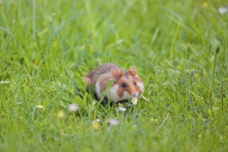 A European hamster (Cricetus cricetus), Eurasian hamster, black-bellied hamster or common hamster,