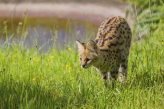 An adult serval, Leptailurus serval, runs across a green meadow