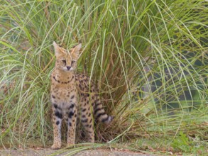 A serval, Leptailurus serval, stands in front of a bush of tall green grass