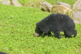 A sloth bear (Melursus ursinus) runs across a meadow with tall grass and stones lying around