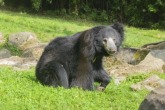 A sloth bear (Melursus ursinus) sits in a meadow with tall grass and stones lying around