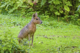 A Patagonian mara (Dolichotis patagonum) sits on a meadow, surrounded by dense vegetation