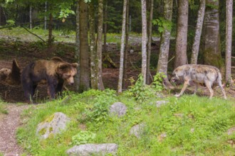 A eurasian grey wolf (Canis lupus lupus) meets an european brown bear (Ursus arctos arctos)