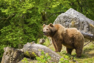 An adult female brown bear (Ursus arctos arctos) stands next to a fallen tree lying on a hill