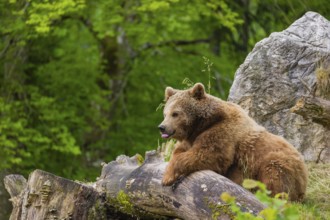 An adult female brown bear (Ursus arctos arctos) rests on a fallen tree lying on a hill