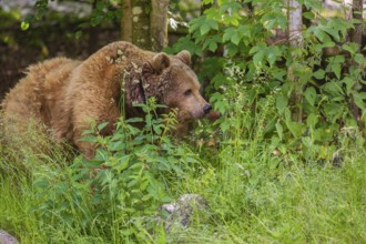 An adult female Eurasian Brown Bear (Ursus arctos arctos) walking through the undergrowth of a