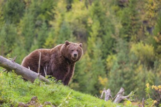 An adult female brown bear (Ursus arctos arctos) stands on top of a small hill. Trees in fall