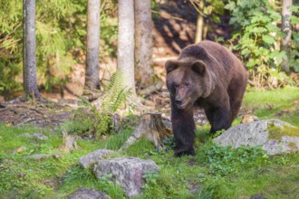 A young male brown bear (Ursus arctos arctos) runs through the undergrowth of a forest