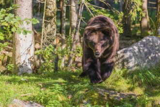 A young male brown bear (Ursus arctos arctos) runs through the undergrowth out of a forest to chase