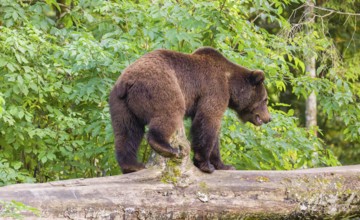 A young male Eurasian brown bear (Ursus arctos arctos) walks on a rotting log lying on the ground