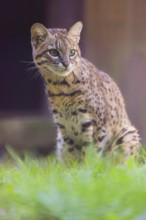 Portrait of a Geoffroy's cat (Leopardus geoffroyi)