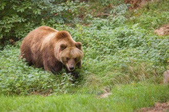 A Kamchatka brown bear (Ursus arctos piscator) runs across a meadow with tall grass between rocks