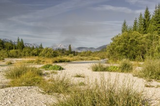 Isar valley nature conservancy area on an early sunny morning. The wild Isar river flows through