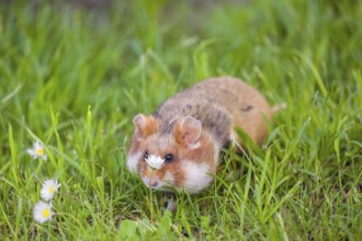 A European hamster (Cricetus cricetus), Eurasian hamster, black-bellied hamster or common hamster,