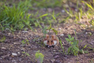 A European hamster (Cricetus cricetus), Eurasian hamster, black-bellied hamster or common hamster,