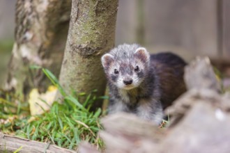 A young male ferret (Mustela putorius furo) stands in the grass between trees