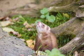 A male ferret (Mustela putorius furo) sits at a dead root of a tree, looking upwards