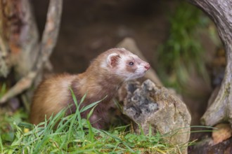 A male ferret (Mustela putorius furo) stands in grass between dead roots of trees