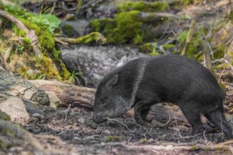 A collared peccary (Dicotyles tajacu) stands in a forest in front of a small cataract