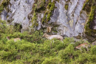 A herd of fallow deer (Dama dama) stands at the foot of a steep rocky slope, searching for food in