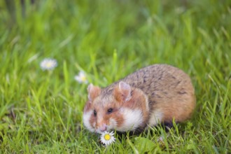 A European hamster (Cricetus cricetus), Eurasian hamster, black-bellied hamster or common hamster,