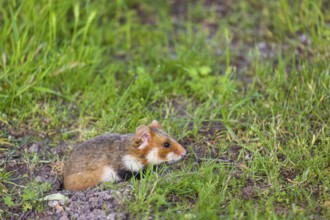 A European hamster (Cricetus cricetus), Eurasian hamster, black-bellied hamster or common hamster,