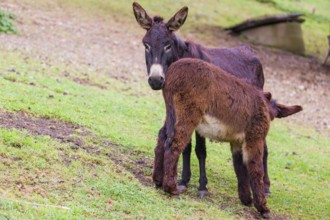 A female domestic donkey, Equus (africanus) asinus nurses her young on a green paddock