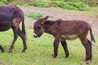 A young domestic donkey, Equus (africanus) asinus stands on a green paddock