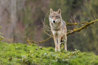 A female eurasian gray wolf (Canis lupus lupus) stands on green meadow on top of a hill