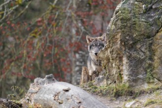 A young grey wolf (Canis lupus lupus) stands behind a rock and a rotting tree trunk on a cloudy day