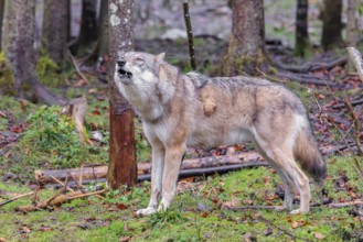 An adult female grey wolf (Canis lupus lupus) stands howling at the edge of the forest on an