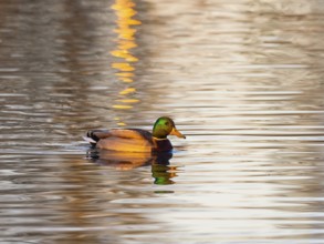 Mallard (Anas platyrhynchos), male duck swimming across a frozen lake in winter, in late evening