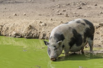 A female Vietnamese pot-bellied pig, Sus scrofa f. domestica, stands in a pond with green water and