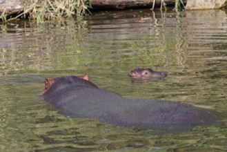 A baby hippopotamus (Hippopotamus amphibius) and its mother swimming in a river