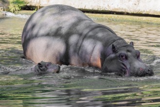 A baby hippopotamus (Hippopotamus amphibius) and its mother swimming in a river