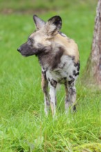 An African wild dog, Lycaon pictus, stands in a green meadow