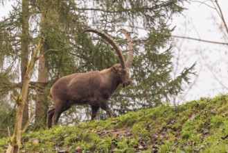 A male ibex (Capra ibex) walks across a green meadow on a cloudy day