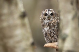 Tawny owl (Strix aluco) adult bird resting on a Bracket fungi on a Silver birch tree in a woodland