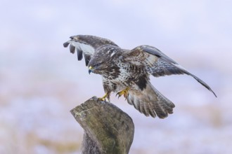 Buzzard (Buteo buteo) hunting from a hide, mouse hunting, bird of prey, winter landscape, ice and